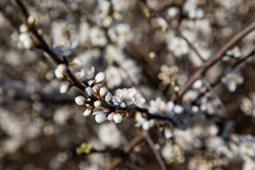 Close up of cherry blossom branches