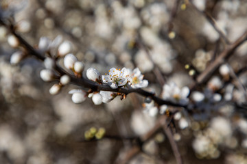 Close up of cherry blossom branches