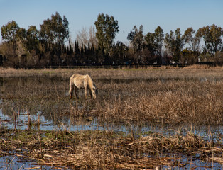 Fototapeta na wymiar View of a white horse grazing in a dry field