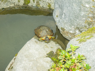 Yellow-bellied slider