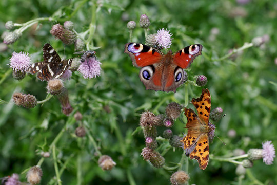 DistelartenBilder StockFotos & Videos. Adobe Stock