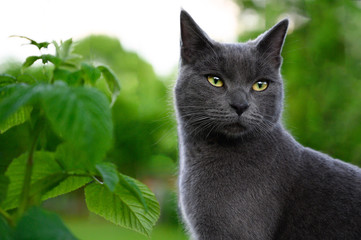 Naklejka na ściany i meble Young gray Chartreaux cat in the garden