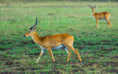 Puku (Kobus vardonii), Kasanka National Park, Serenje, Zambia, Africa