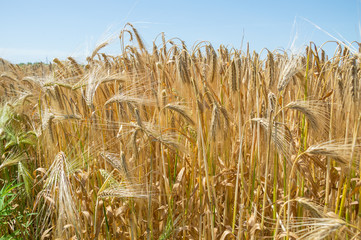 Golden fields of wheat.