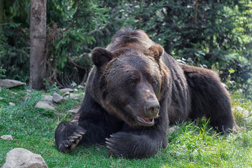 Big European Brown bear lying in the green grass in forest. Huge bear paws with long claws.