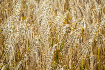 Golden fields of wheat.