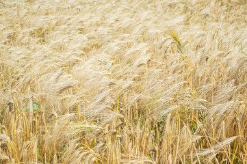 Golden fields of wheat.