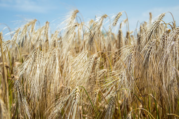Fototapeta na wymiar Golden fields of wheat.