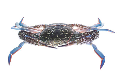 Fresh crab isolation on white