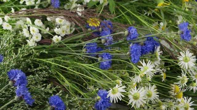 Decorative garden herbs and flowers, floral background