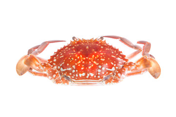 crab isolated on a white background