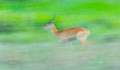 Puku (Kobus vardonii), Kasanka National Park, Serenje, Zambia, Africa