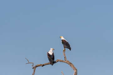Two african fish eagles on a dead tree branch