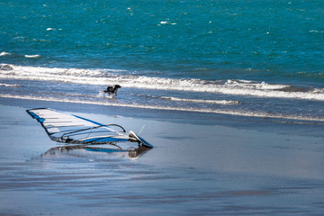 Windsurf board and dog on the beach