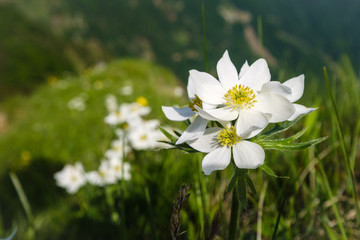 White narcissus anemone in Slovenian alps