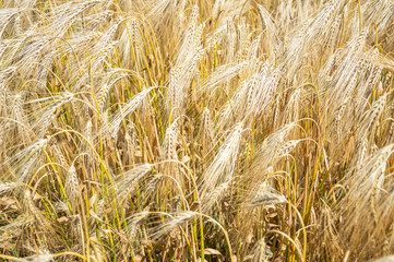 Golden fields of wheat.