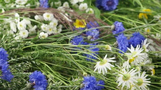Decorative garden herbs and flowers, floral background