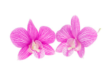 Naklejka na ściany i meble pink orchid flowers isolated on white background