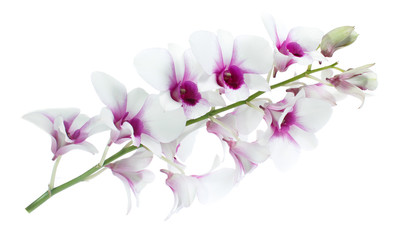 Obraz na płótnie Canvas White orchid isolated on white