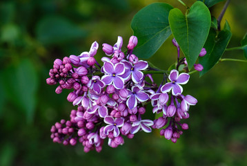 Lilac flowers sensation