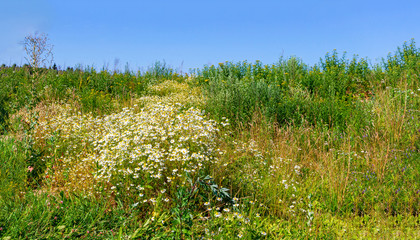 Chamomile blooms in the field