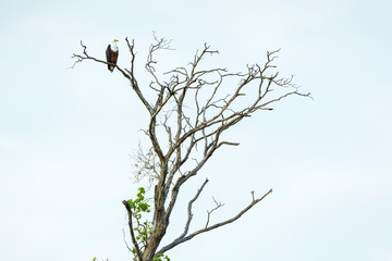 African Fish Eagle, Kasanka National Park, Serenje, Zambia, Africa