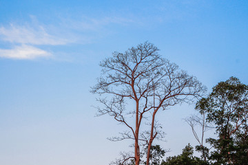 tree garden blue sky background landscape