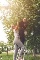 family of farmers gardeners picking berries from a tree in a garden, a concept of gardening, eco, naturalness, farming, agriculture