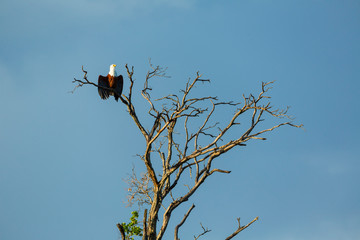 African Fish Eagle, Kasanka National Park, Serenje, Zambia, Africa