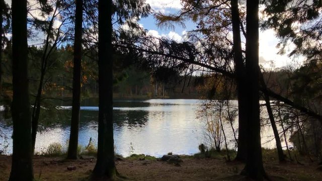 293 Trees near the autumn lake