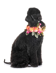 bedlington poodle in studio