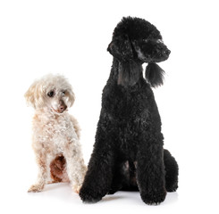 bedlington poodle in studio