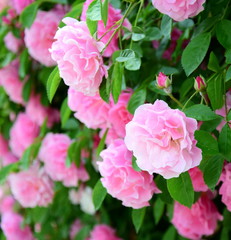 Rosen - Ramblerrosen - Kletterrosen