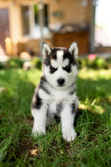 Adorable black and white puppy of Siberian husky © Евгения Ковальчук