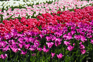 Beautiful bouquet of tulips nature background.