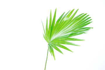 green palm leaves (Livistona Rotundifolia palm tree) isolated on white background