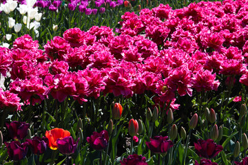 Beautiful bouquet of tulips nature background.