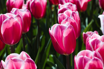 Beautiful bouquet of tulips nature background.