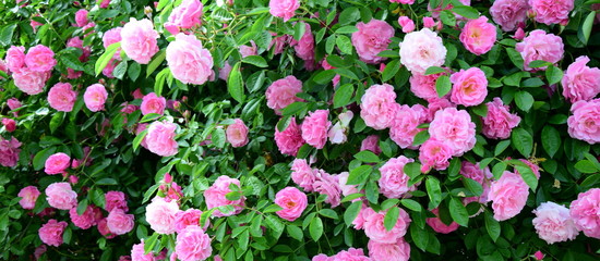 Rosen - Ramblerrosen - Bl&uuml;tenpracht im Bauerngarten