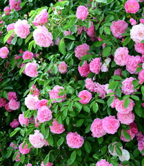 Rosen - Ramblerrosen - Blütenpracht im Bauerngarten