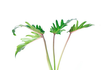 Real monstera leaves decorating for composition design.Tropical,botanical nature concepts ideas