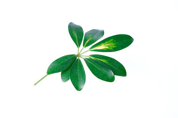 Real Schefflera Octophylla leaves decorating for composition design.Tropical,botanical nature concepts ideas