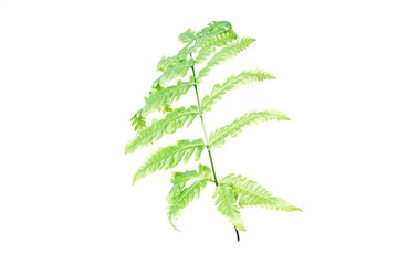 Tranlucent fern leaf isolated on white background