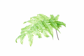 Tranlucent fern leaf isolated on white background