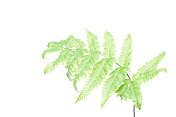 Tranlucent fern leaf isolated on white background