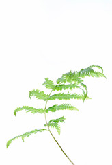 Tranlucent fern leaf isolated on white background