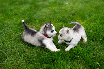 Naklejka na ściany i meble Two puppy of Siberian husky playing in the garden