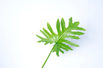 philodendron xanadu summer tropical plant leaf the tropical evergreen vine on white background