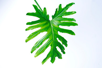 philodendron xanadu summer tropical plant leaf the tropical evergreen vine on white background