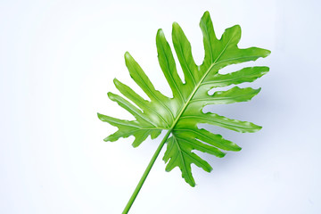 philodendron xanadu summer tropical plant leaf the tropical evergreen vine on white background